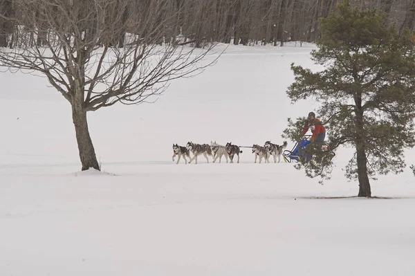 犬そり Mushing レースの競争 — ストック写真