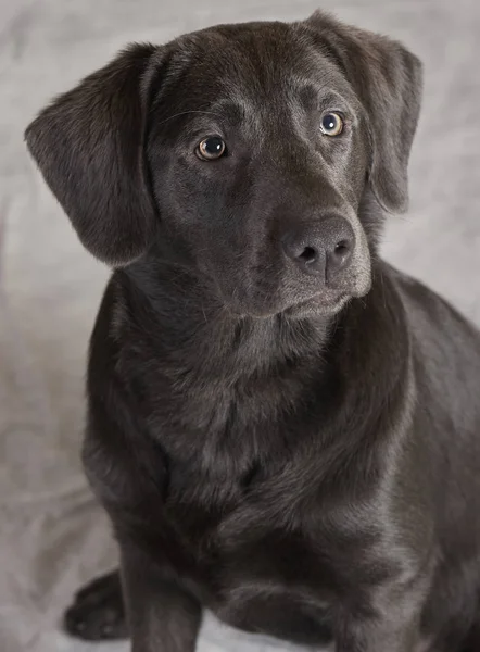 Retrato Cão Família Labrador Preto — Fotografia de Stock