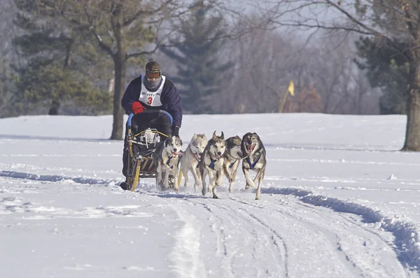 犬そり Mushing レースの競争 — ストック写真