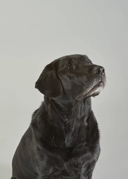 黒のラブラドール犬のスタジオ ポートレート撮影 — ストック写真