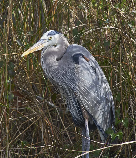 Great Blue Heron Everglades National Park Florida Usa — Stock Photo, Image