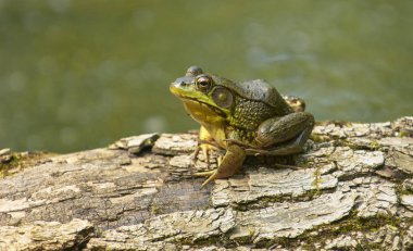 American Bull Frog (Lithobates catesbeianus) on rotting tree stump in swamp clipart