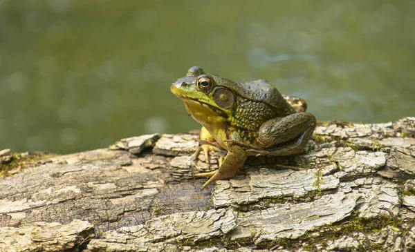 Amerikalı boğa üzerinde ağaç kütüğü bataklıkta çürüyen kurbağa (Lithobates catesbeianus)