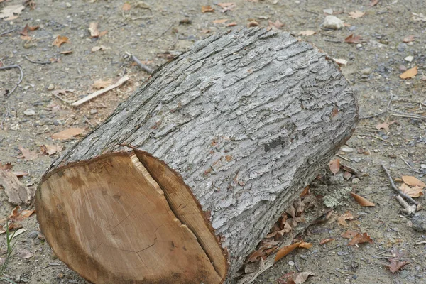 希兰大厦营地砍伐树木后的木材和原木 — 图库照片