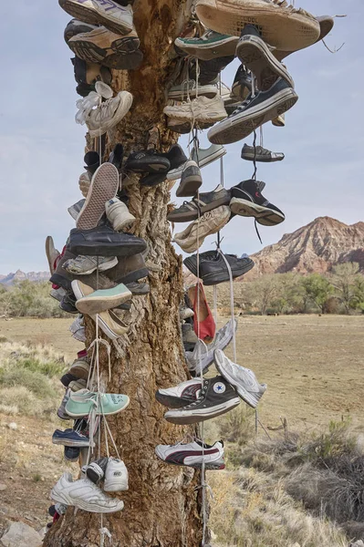 Sapatos de caminhante no tronco da árvore — Fotografia de Stock