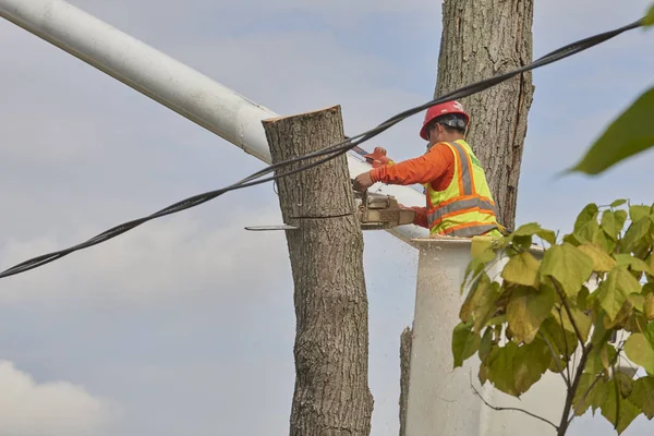 Corte y cobertura de árboles — Foto de Stock