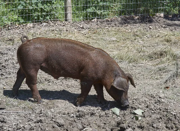 Braunes Schwein — Stockfoto