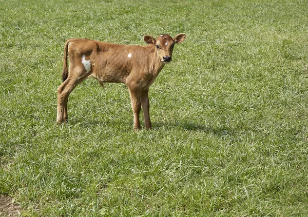 牧場で子牛の立っています。 — ストック写真