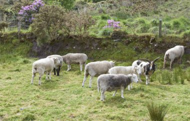 hayvan sürüsü koyun