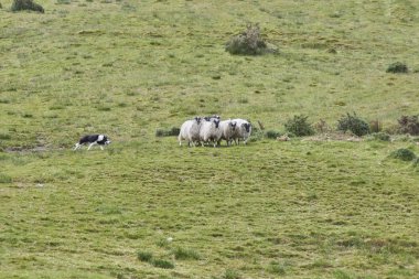 hayvan sürüsü koyun