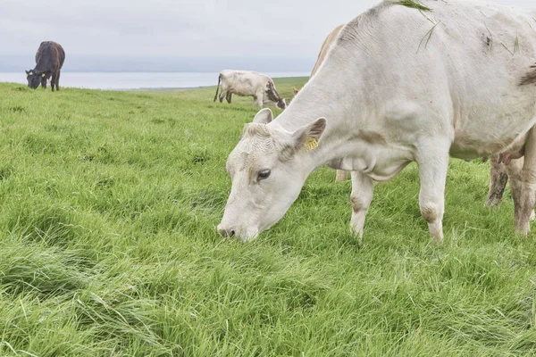 Acantilados de Moher - vacas pastando —  Fotos de Stock