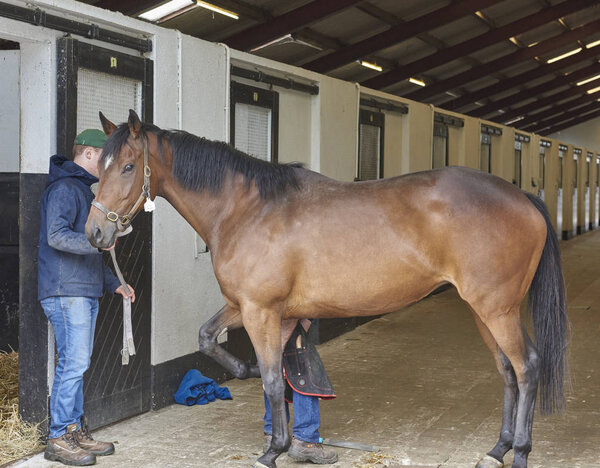 National Stud & Gardens - farrier horseshoeing