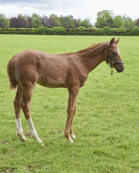 National Stud & Gardens - poulain — Photo