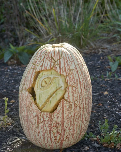 Tallado de calabazas (dinosaurios ) — Foto de Stock