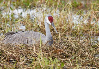 Sandhill Crane (Grus canadensis) Disney Dünyası 'nın sulak alanlarında yuva yapıyor