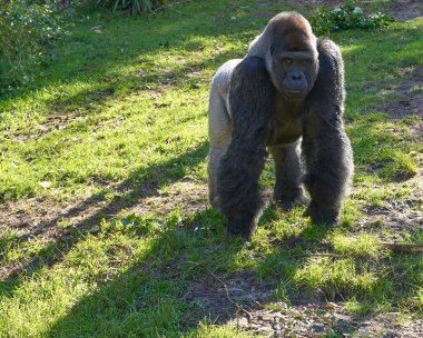 Tepenin yeşil yamacında batı gümüş sırtlı goril