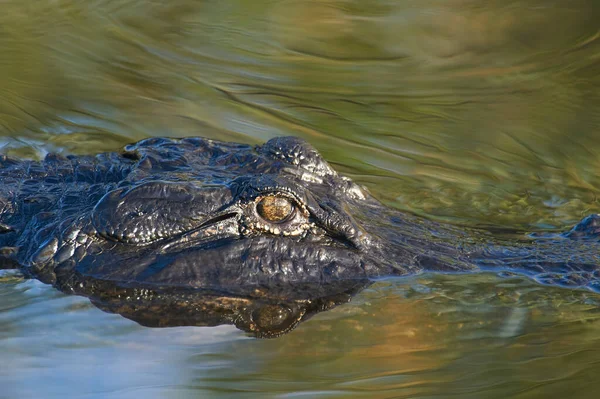 Cocodrilo Americano Deslizándose Través Del Agua Busca Presas —  Fotos de Stock