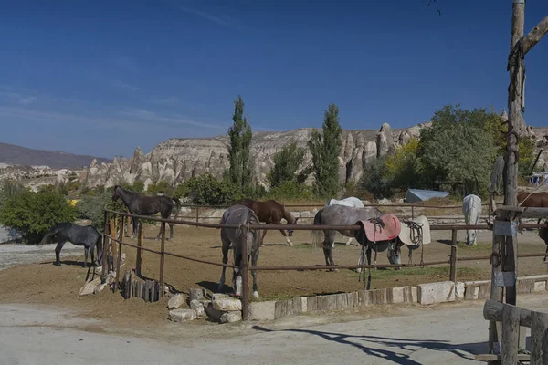 at, Kapadokya, Doğa, Türkiye