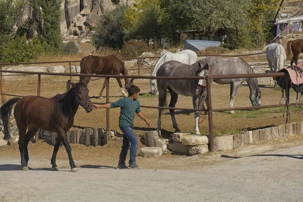 at, Kapadokya, Doğa, Türkiye