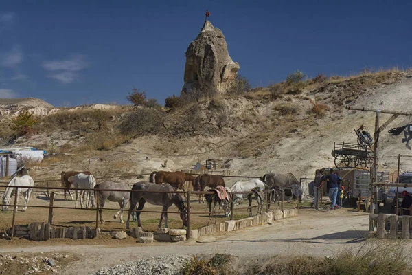 Caballo, capadocia, naturaleza, pavo — Foto de Stock