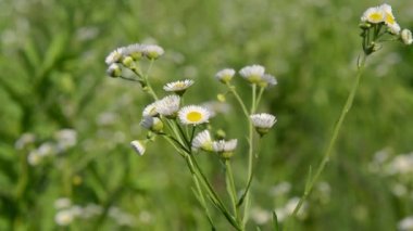 yaz bir çayır çiçekler
