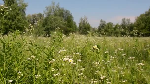 Flores em um prado em verão — Vídeo de Stock