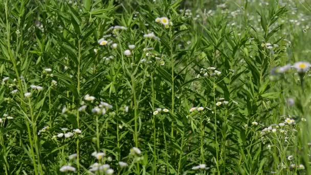 Blommor på en äng i sommar — Stockvideo