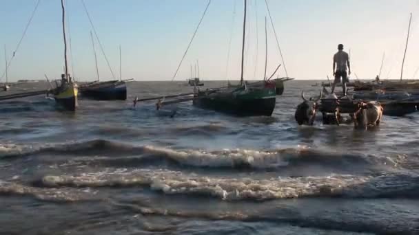 Madagaskar. Přístav v Tulearu. — Stock video