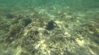 sualtı dünyası, okyanus, deniz,