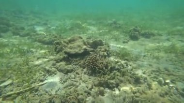 sualtı dünyası, okyanus, deniz,