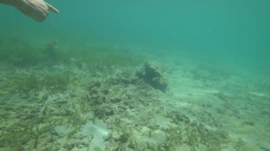 sualtı dünyası, okyanus, deniz,