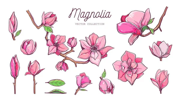 Set de flores Magnolia. Vector 5 — Archivo Imágenes Vectoriales