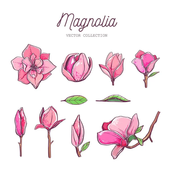 Set de flores Magnolia. Vector 2 — Archivo Imágenes Vectoriales