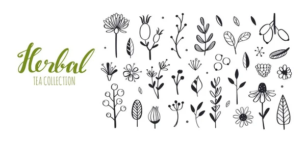草本茶和花卉涂鸦套餐 向量手绘植物学插图 白色上的独立对象 — 图库矢量图片