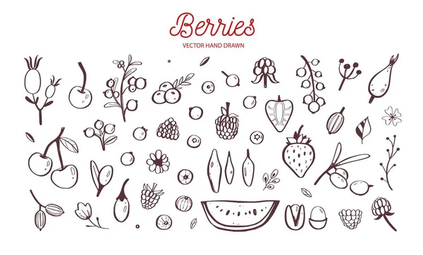 야생 딸기와 과일 세트 벡터. 딸기, 체리, 딸기, 블랙베리와 다른 여름 수확. 손은 화이트에 고립 된 개체를 그립니다. 식물 낙서 — 스톡 벡터