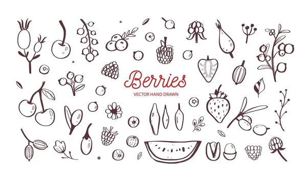 야생 딸기와 과일 세트 벡터. 딸기, 체리, 딸기, 블랙베리와 다른 여름 수확. 손은 화이트에 고립 된 개체를 그립니다. 식물 낙서 — 스톡 벡터