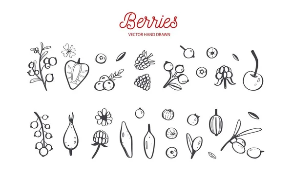 Conjunto de vectores de bayas y frutas silvestres. Frambuesa, cereza, fresa, mora y otras cosechas de verano. Objetos aislados dibujados a mano en blanco. Garabato botánico — Vector de stock