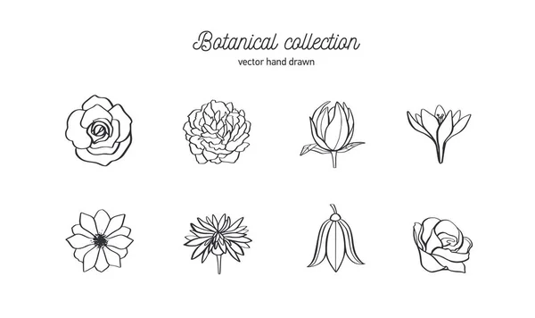 Vektor hand dras uppsättning av vilda blommor. Rosor, pion, Anemon och andra. Doodle stil botaniska illustration. — Stock vektor