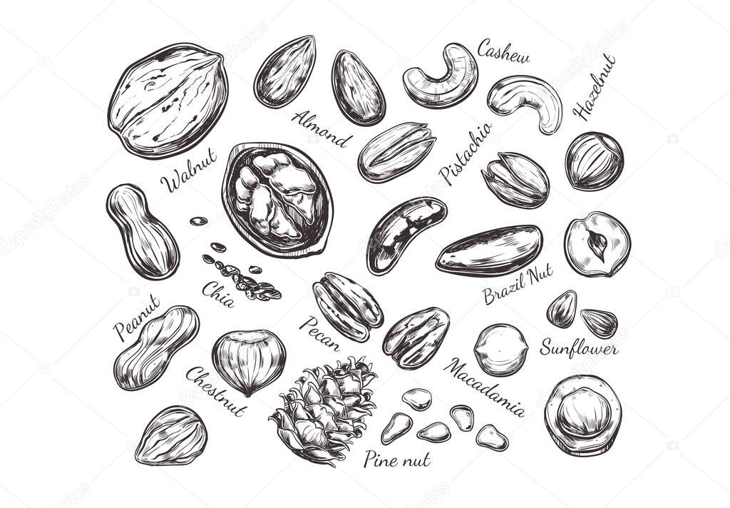Nuts and seeds collection. Vector Hand drawn objects . Isolated on white