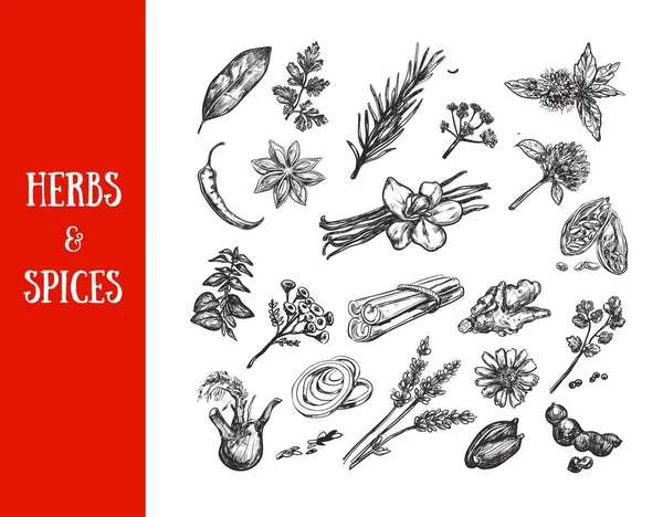 Colección de hierbas y especias. Ilustración dibujada a mano vectorial. Aislado — Vector de stock
