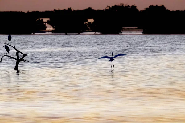 Vahşi Kuşlar Gölde Sabah Güneşinin Tadını Çıkarırlar — Stok fotoğraf