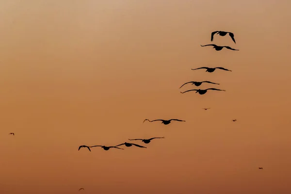 Dzikie Ptaki Cieszą Się Porannym Światłem Nad Jeziorem — Zdjęcie stockowe