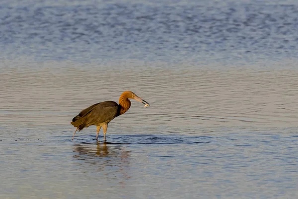 Pássaros Selvagens Apreciam Luz Manhã Lago — Fotografia de Stock