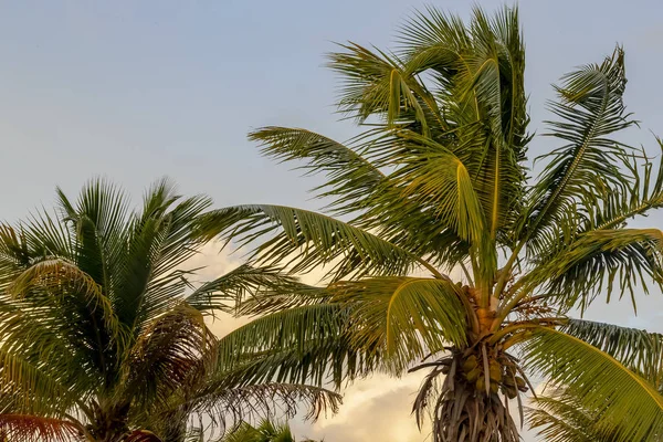 Güzel bir tropik ada plaj sahnesinde