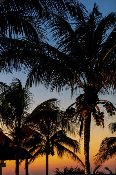 A colorful sunset over a Caribbean ocean with palm trees in the foreground