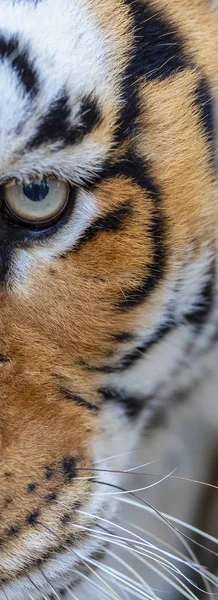 Tigre Bengale Dans Une Forêt Enneigée Recherche Proies — Photo