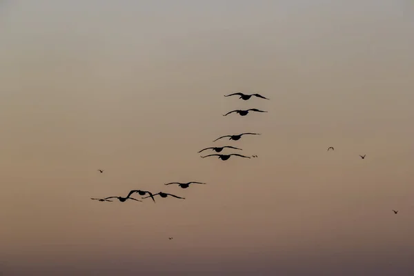 Vahşi Kuşlar Gölde Sabah Güneşinin Tadını Çıkarırlar — Stok fotoğraf