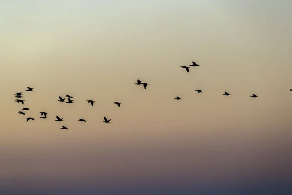 Gli Uccelli Selvatici Godono Luce Del Mattino Lago — Foto Stock