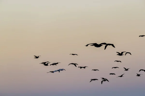 Vahşi Kuşlar Gölde Sabah Güneşinin Tadını Çıkarırlar — Stok fotoğraf