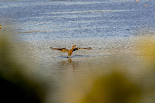 Vahşi Kuşlar Gölde Sabah Güneşinin Tadını Çıkarırlar — Stok fotoğraf